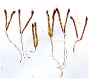  Stiptate male flowers with 1